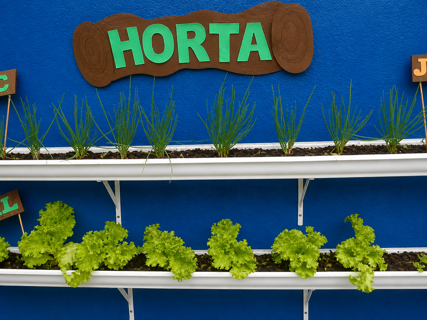 Horta educativa com mudas de hortaliças
